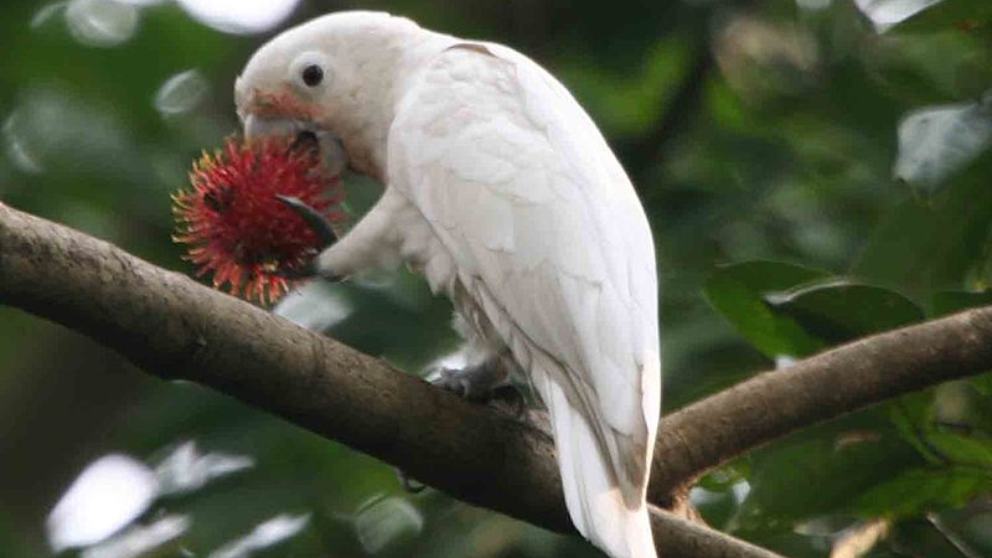 Cacatúas, qué sabes de ellas