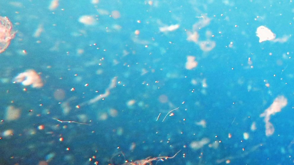 Cada semana comemos una tarjeta de crédito de microplásticos