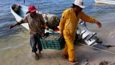 Camarón mexicano tiene vía libre para exportarse a EU; refrenda certificación