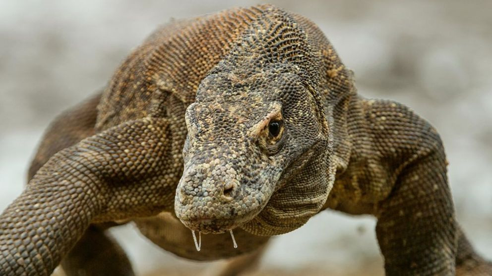 Curiosidades del del Dragón de Komodo
