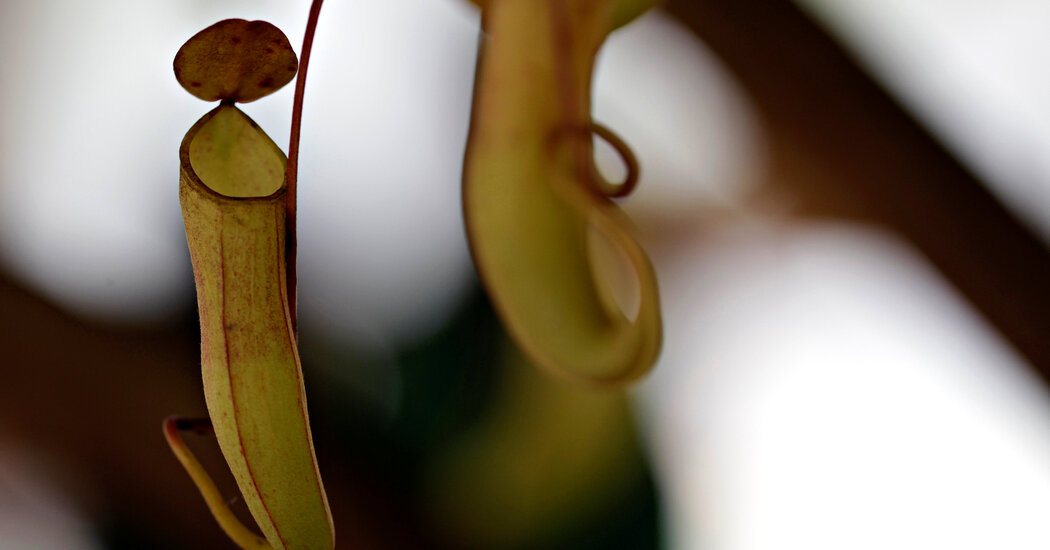 Deja de recoger plantas fálicas en peligro de extinción, advierte Camboya