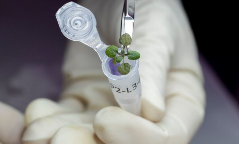 El suelo lunar se puede usar para cultivar plantas y los científicos tienen pruebas
