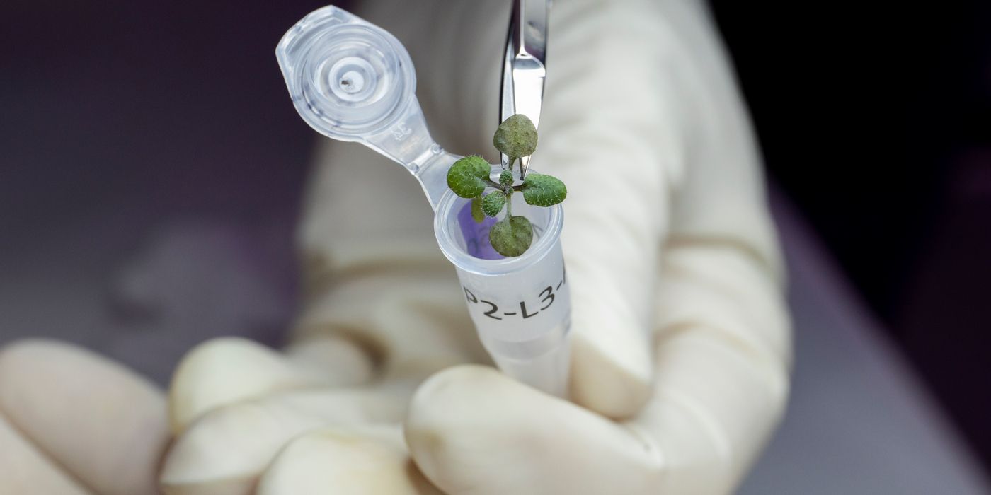 El suelo lunar se puede usar para cultivar plantas y los científicos tienen pruebas