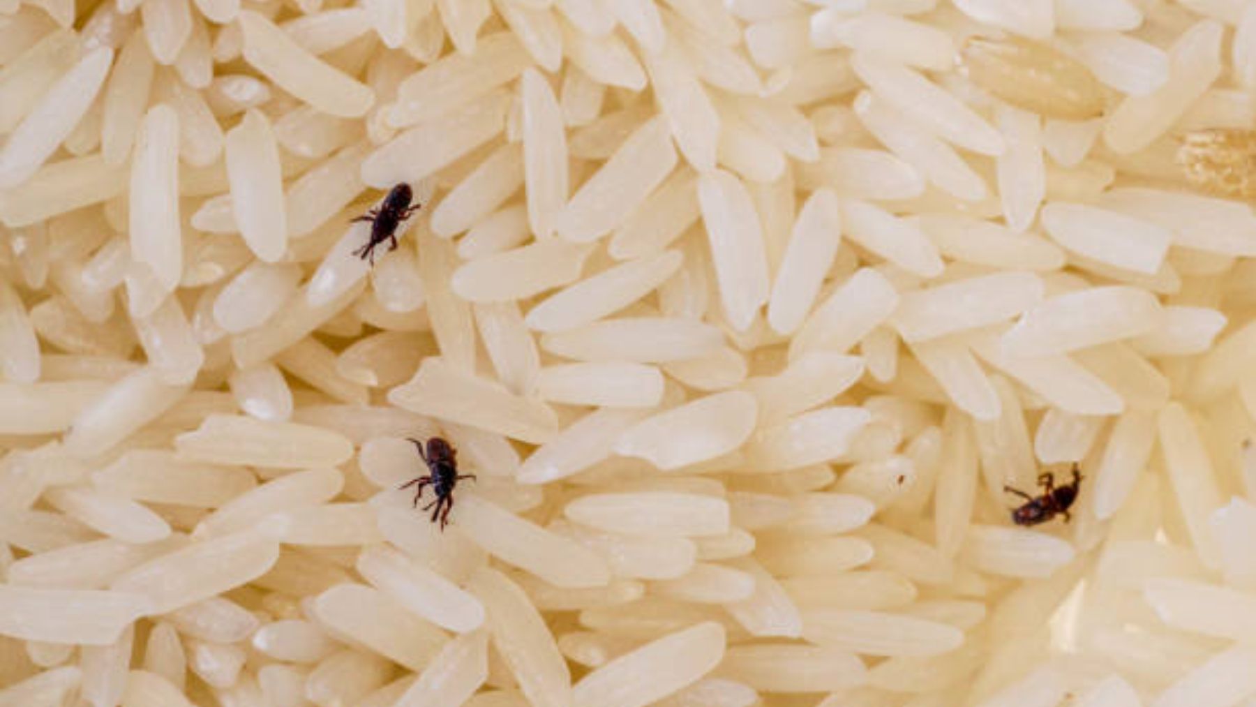 El truco para eliminar los gorgojos de tu despensa