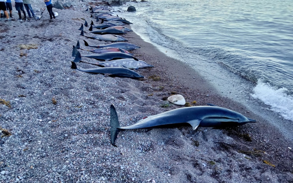 Hallan 33 delfines varados en playa de Baja California Sur | Videos