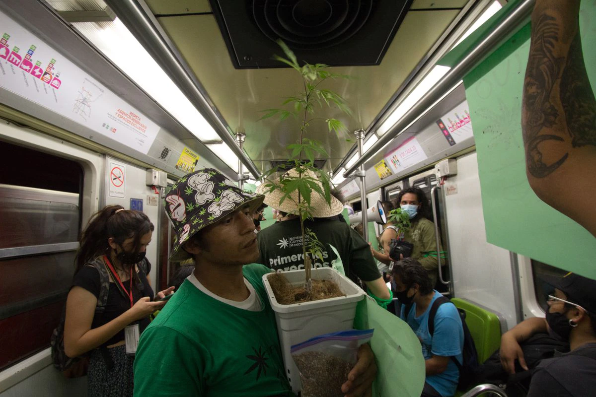 La Suprema Corte de México permite la posesión de más de 5 gramos de marihuana