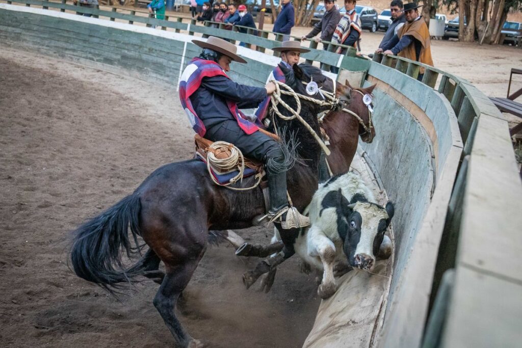 La cruzada animalista acorrala al rodeo chileno