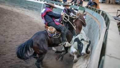 La cruzada animalista acorrala al rodeo chileno