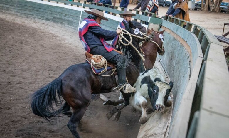 La cruzada animalista acorrala al rodeo chileno