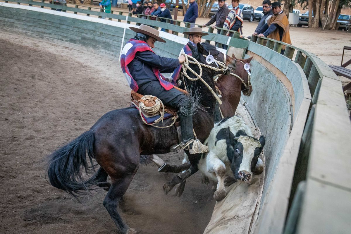 La cruzada animalista acorrala al rodeo chileno
