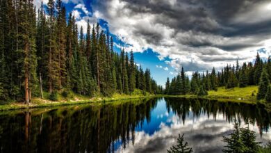 La deforestación mundial disminuyó, pero los bosques tropicales siguen amenazados: FAO