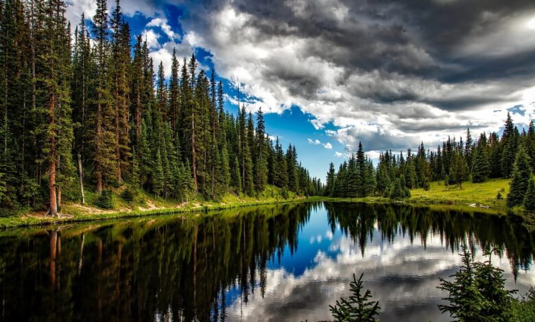 La deforestación mundial disminuyó, pero los bosques tropicales siguen amenazados: FAO