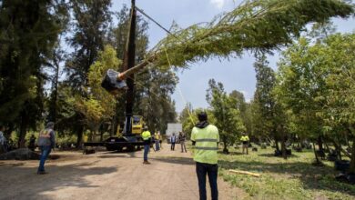 La odisea del ahuehuete que llegará a la glorieta de Reforma en Ciudad de México: 870 kilómetros y más de 14 horas en carretera