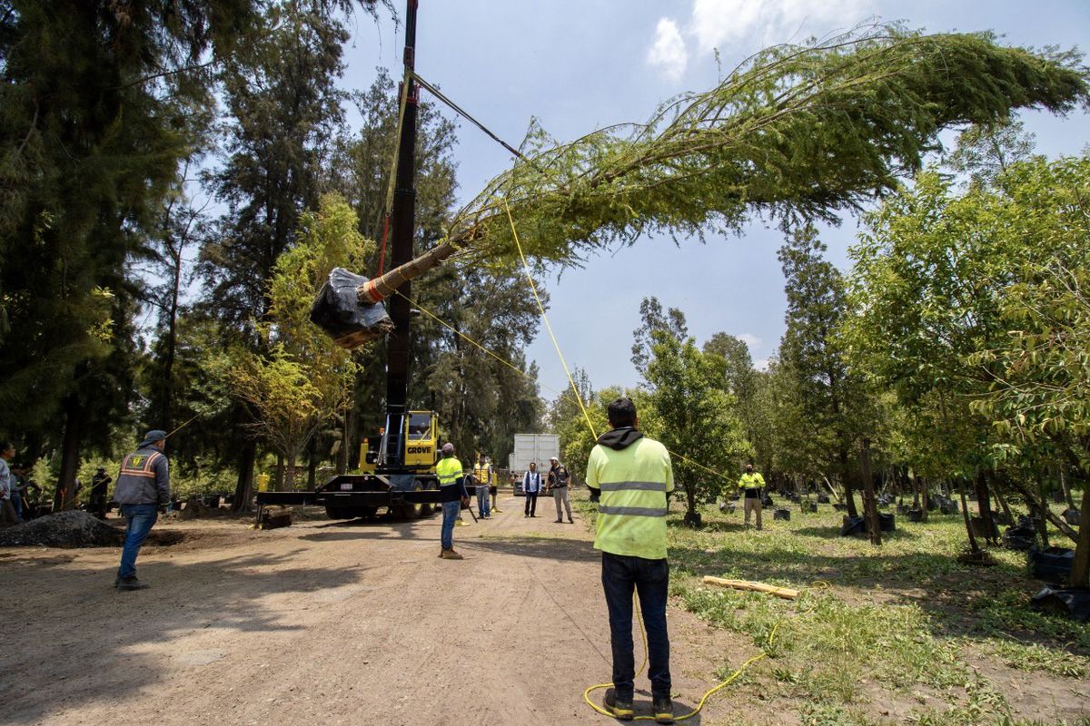La odisea del ahuehuete que llegará a la glorieta de Reforma en Ciudad de México: 870 kilómetros y más de 14 horas en carretera