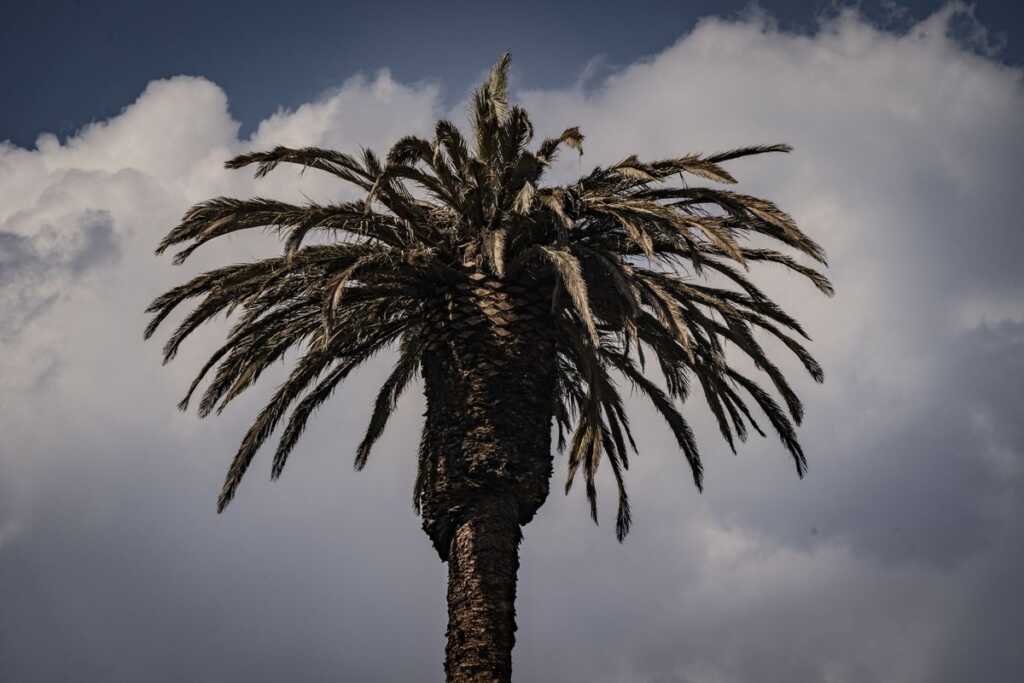 Las palmeras de Ciudad de México languidecen