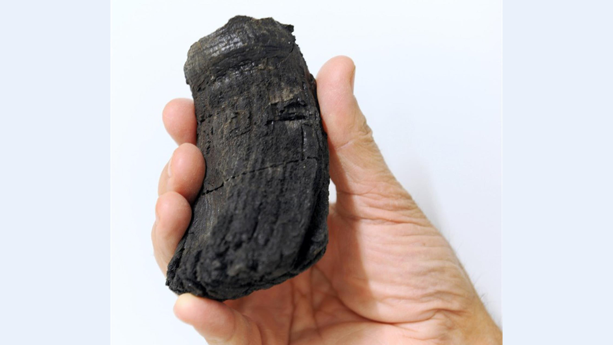 Los enigmas que desata el mayor diente de dinosaurio marino descubierto hasta ahora