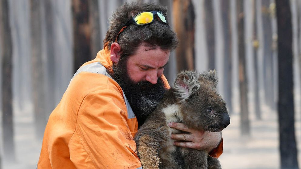 Los koalas están funcionalmente extintos: ¿qué significa?