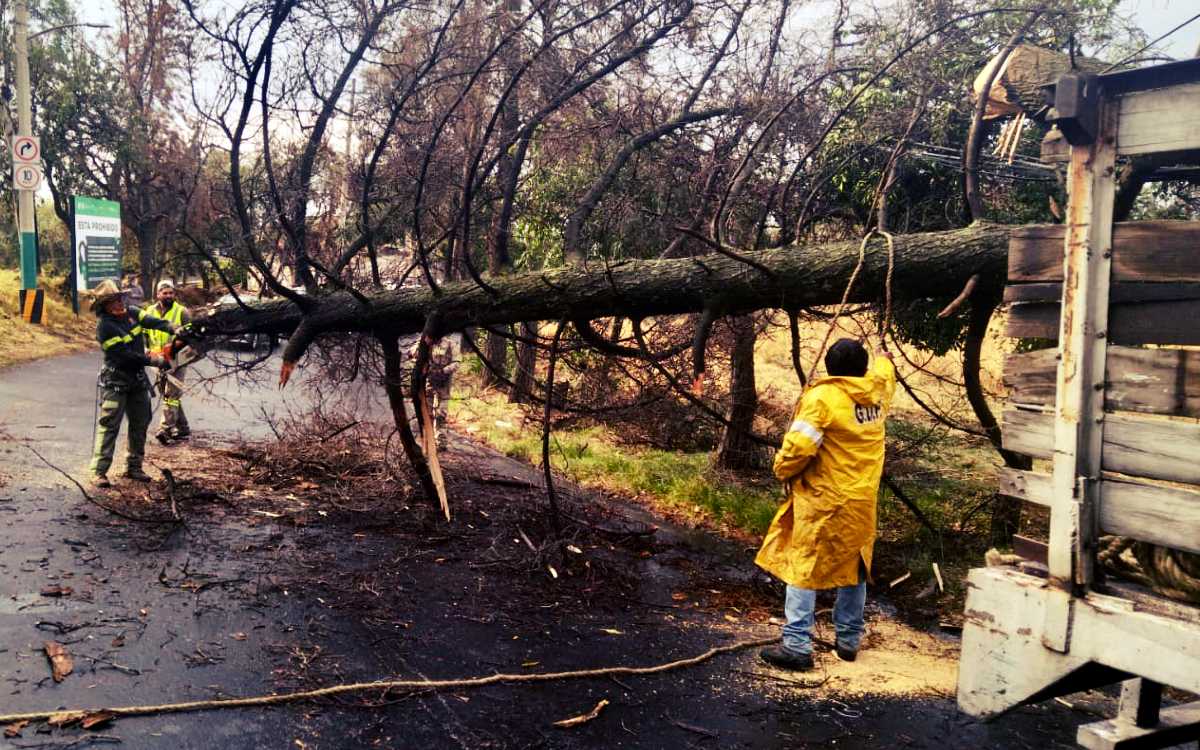Mapa CDMX: reportan más de 50 árboles caídos, anuncios, lonas...