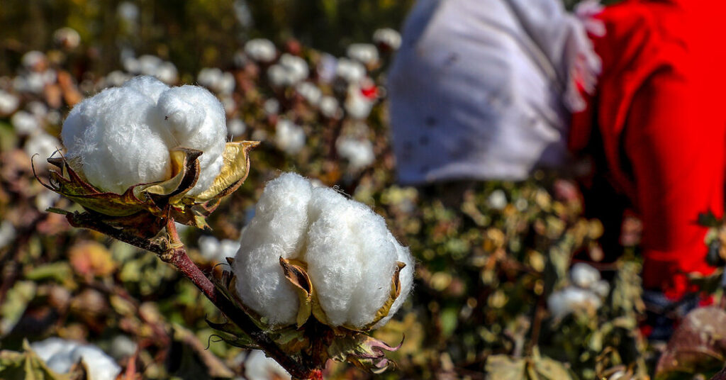 Marcas globales buscan claridad sobre Xinjiang