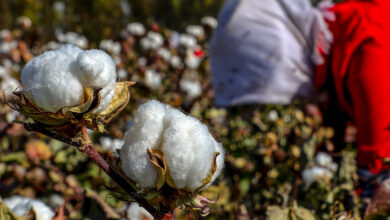 Marcas globales buscan claridad sobre Xinjiang