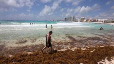 México advierte de la llegada “alarmante” de más de 32.000 toneladas de sargazo al Caribe