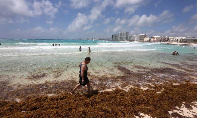 México advierte de la llegada “alarmante” de más de 32.000 toneladas de sargazo al Caribe