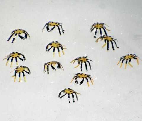 diminutos cangrejos robóticos del noroeste diminuto cangrejo robótico del noroeste