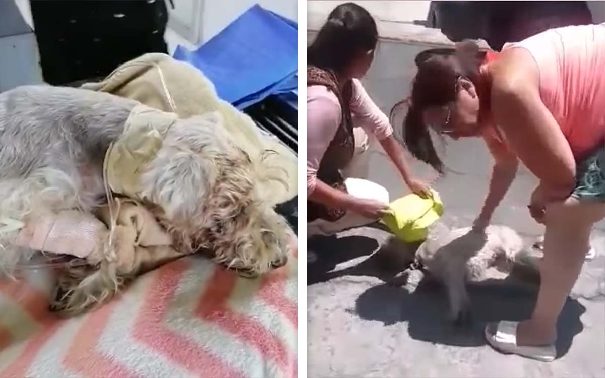 Murió Pucca, la perrita herida con un desarmador por un presunto empleado de la CFE