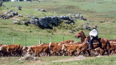 Por qué los argentinos eligen invertir en los campos de Uruguay