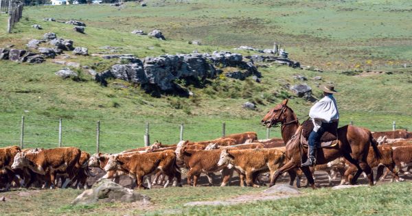 Por qué los argentinos eligen invertir en los campos de Uruguay