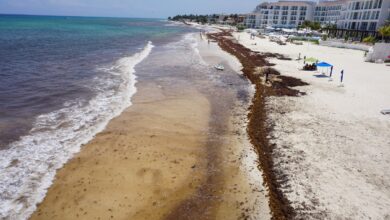Prevén arribo de 'exceso de sargazo' en playas de Quintana Roo