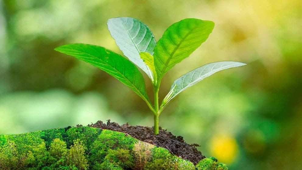 Programación de la Cumbre del Clima de Madrid