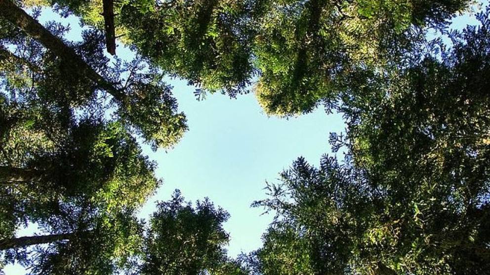 Qué es el síndrome de Alicia en el País de las Maravillas