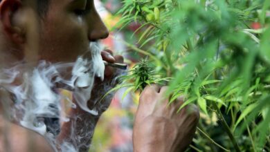 SCJN discutirá delito de posesión simple de mariguana; denuncian que proyecto criminaliza a usuarios