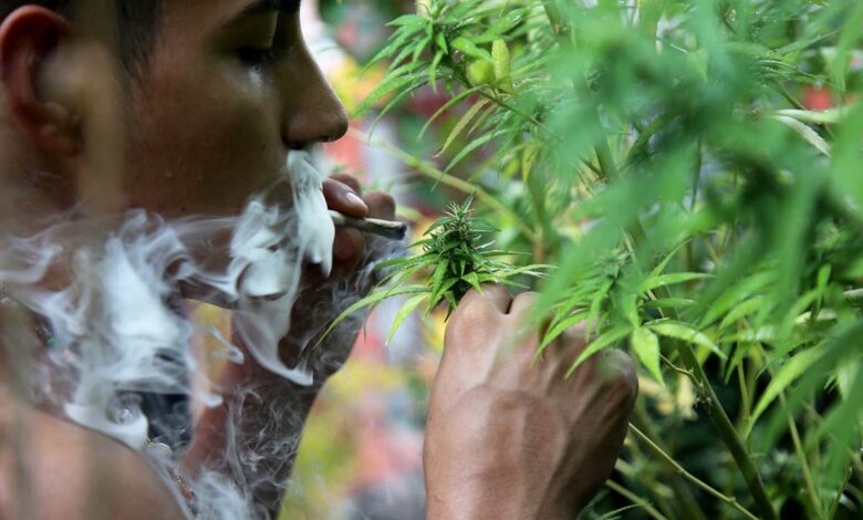 SCJN discutirá delito de posesión simple de mariguana; denuncian que proyecto criminaliza a usuarios