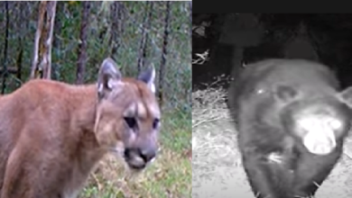 VIDEO: Graban presencia de Pumas y Osos Negros en zona de la Sierra Gorda de Querétaro