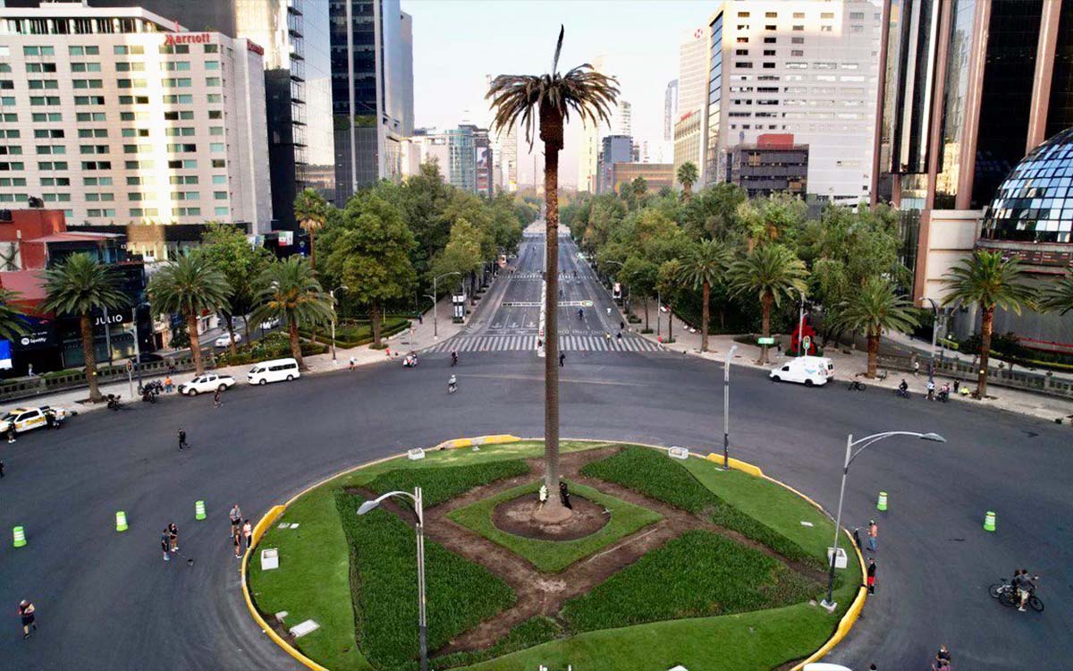 Ya llegó a la CDMX el ahuehuete que estará en la Glorieta de la Palma