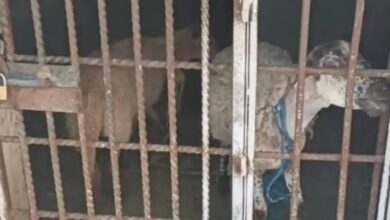 ¡Buenas noticias! Liberan a los dos borregos encarcelados en Oaxaca