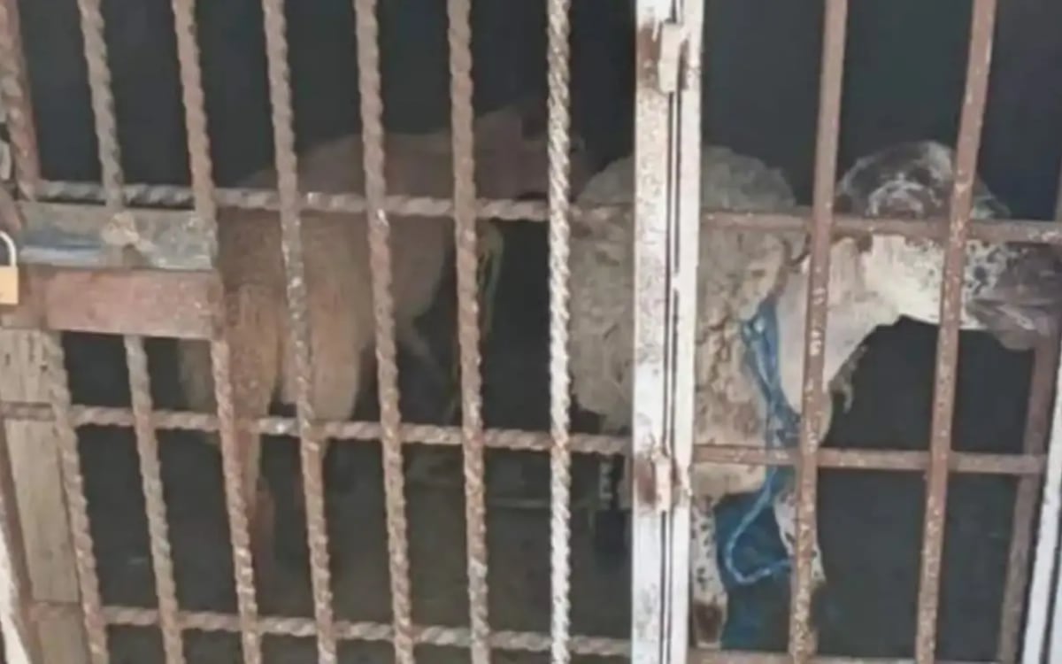 ¡Buenas noticias! Liberan a los dos borregos encarcelados en Oaxaca