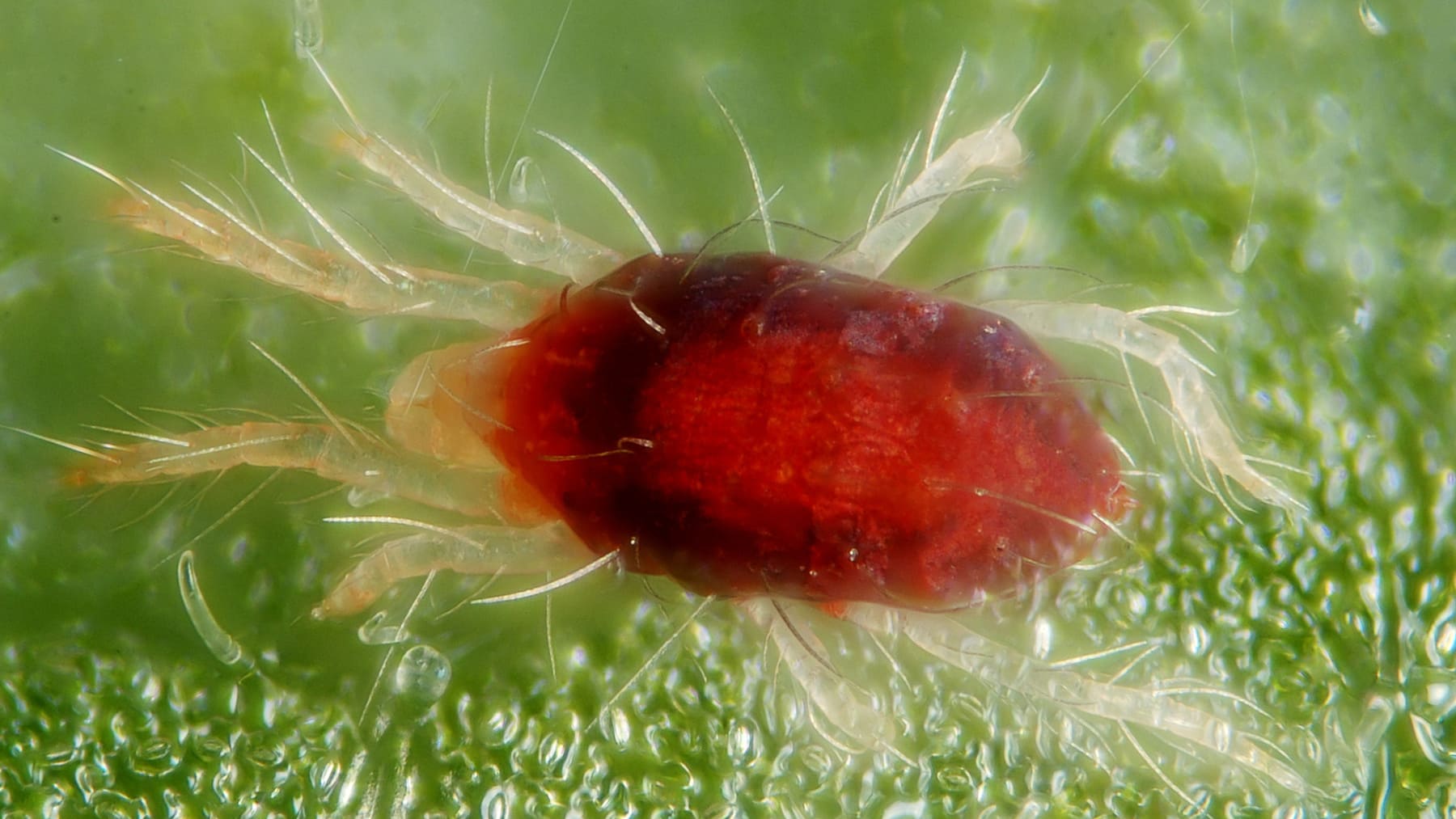 ¿Arañas rojas en casa? El truco que necesitas para eliminarlas