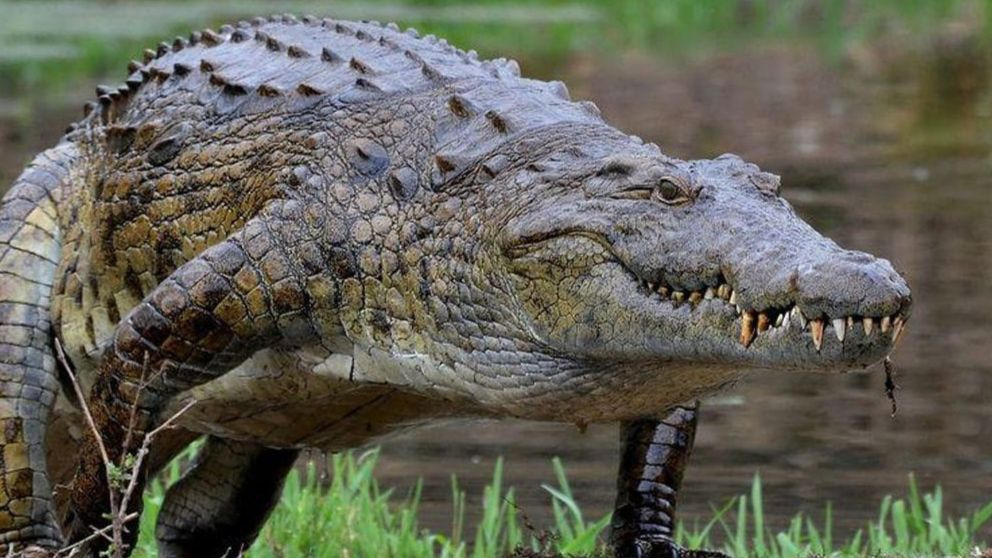¿Cómo es el cocodrilo del Nilo?