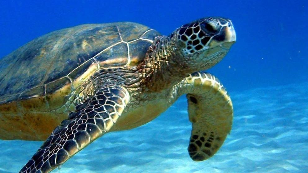 ¿Por qué las tortugas viven tantos años?