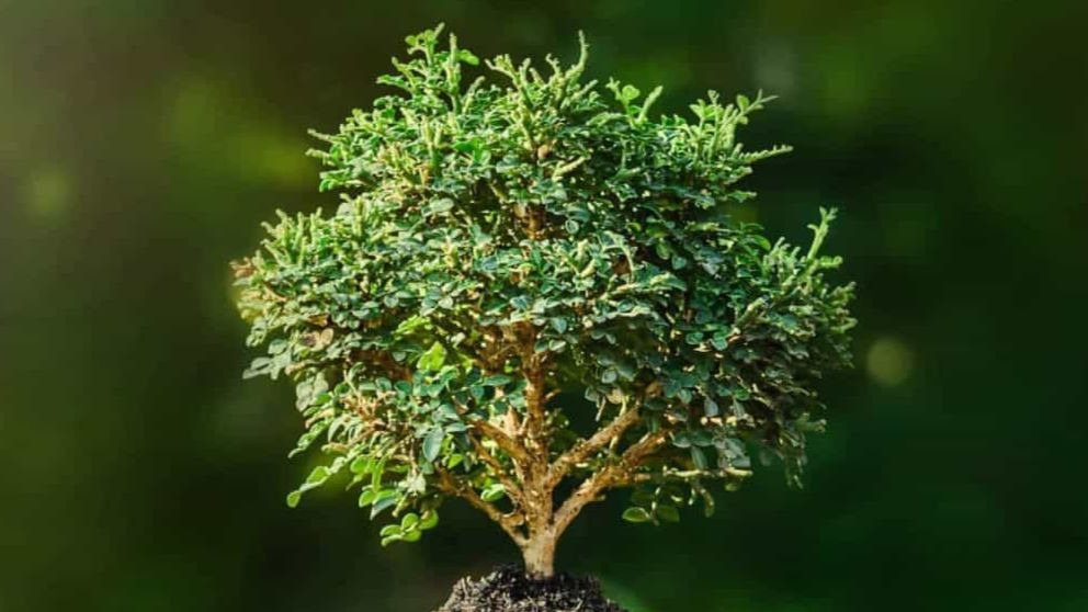 ¿Por qué se celebra la Cumbre del Clima en Madrid?