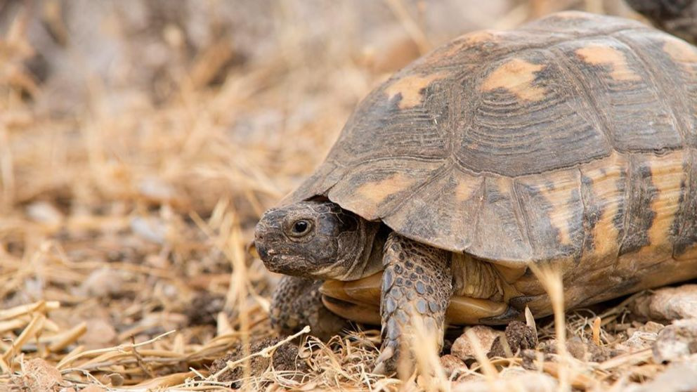 ¿Qué come la tortuga de tierra?