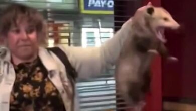 Enorme animal peludo se cuela en bar y aterroriza a clientes de Nueva York