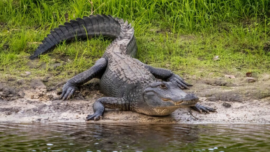 Ataque de caimán deja a hombre herido en Sarasota, Florida