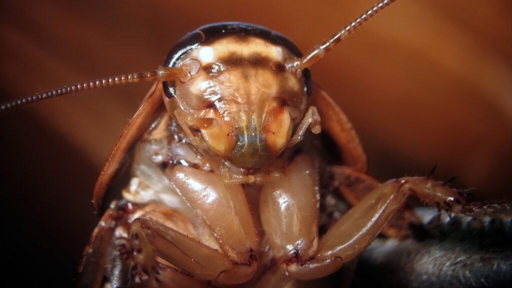 cucarachas invaden corte de Albany