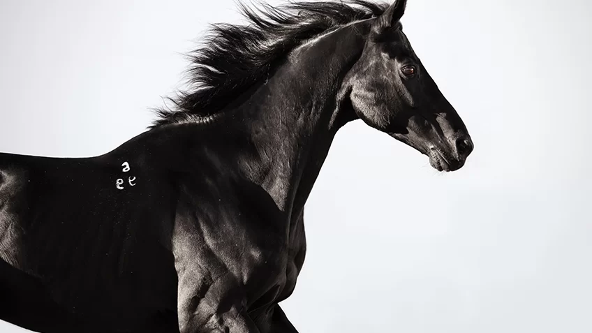 semental negro netflix