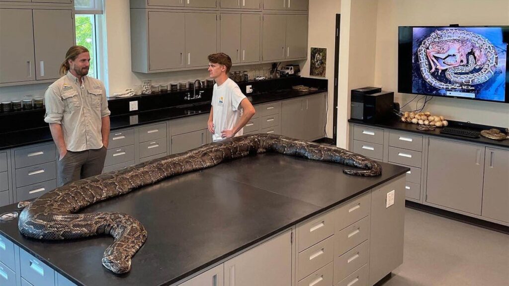 ¡Serpiente gigante! Capturan una pitón de 18 pies, la más grande hallada hasta ahora en Florida