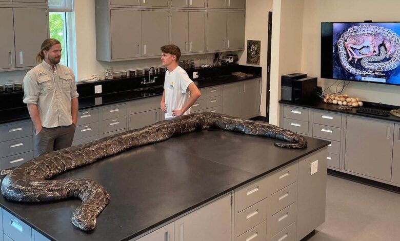 ¡Serpiente gigante! Capturan una pitón de 18 pies, la más grande hallada hasta ahora en Florida
